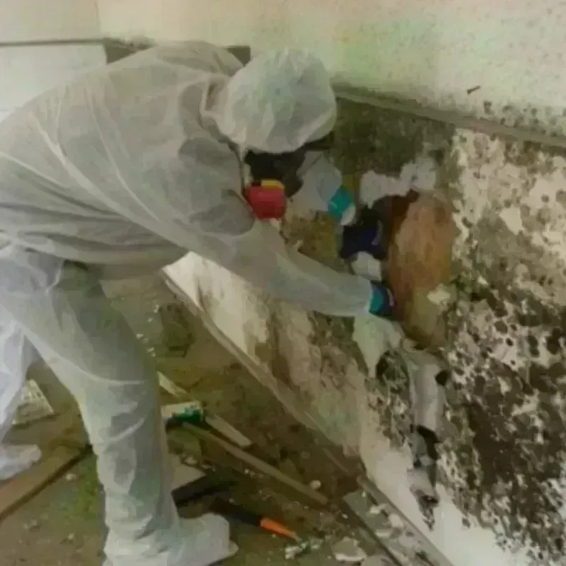 Best Mold Remediation and Removal Service in Rush County, IN